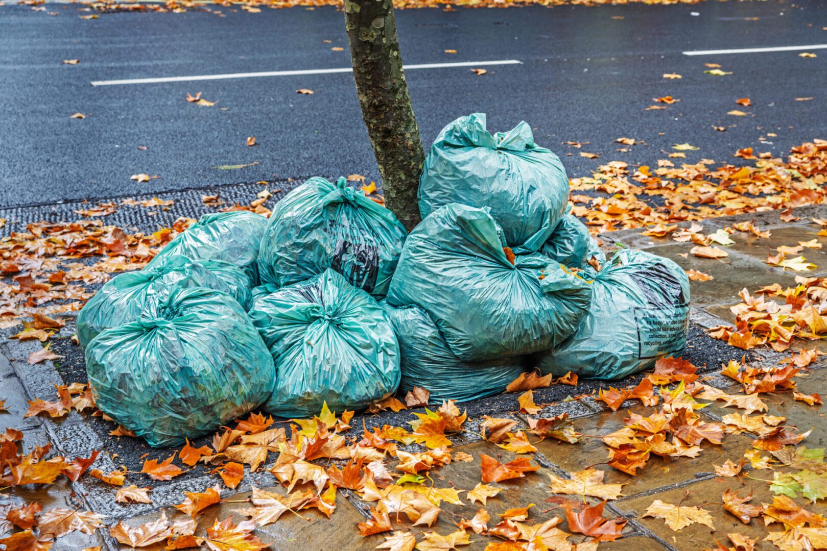 Green bags filled with collected autumn leaves by a tree on the sidewalk.